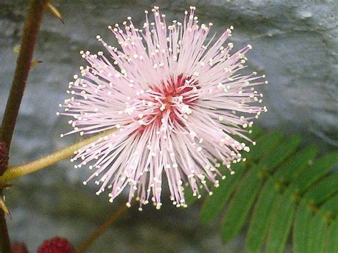 The state capital of chennai, is the most populous city in the. Pin on TamilNadu, India Flowers