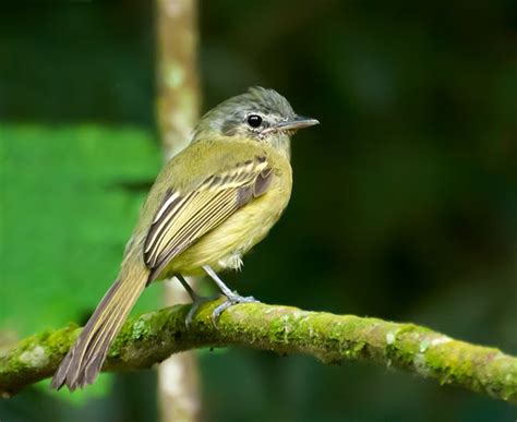70 Best Images About Swatting Of Tyrant Flycatchers On Pinterest
