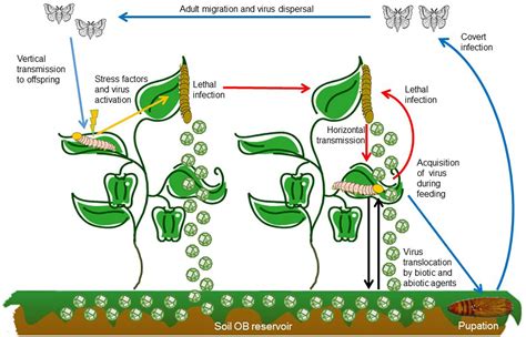 Frontiers | Covert Infection of Insects by Baculoviruses | Microbiology