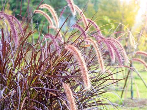 Pampas grass — also known by its scientific name, cortaderia selloana — is the year's newest (and most surprising) trend. 17 Beautiful Perennial Grasses for Impressive and Vibrant ...