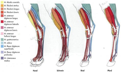 Study upper leg anatomy flashcards from tony hao's university of leicester class online, or in brainscape's iphone or android app. My Vet Life • Comparative Leg Anatomy Dog, Pig, Cow, Horse ...