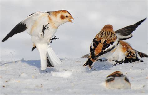 Barry The Birder Ontario Winter Birds ~ 9