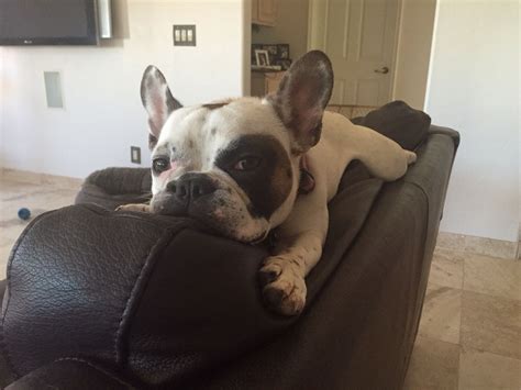 Trending images and videos related to chili dog! Lazy Chili-dog | Französische bulldogge, Bulldogge ...