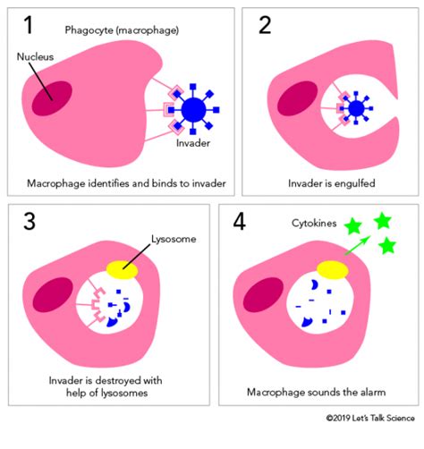 Label The Steps Of Phagocytosis