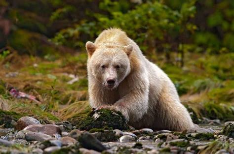 Albino Grizzly Animals Bear Pictures Spirit Bear
