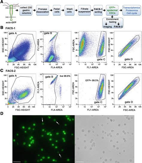 Fig Fluorescence Activated Cell Sorting Facs Of Whole Body Regeneration Ncbi