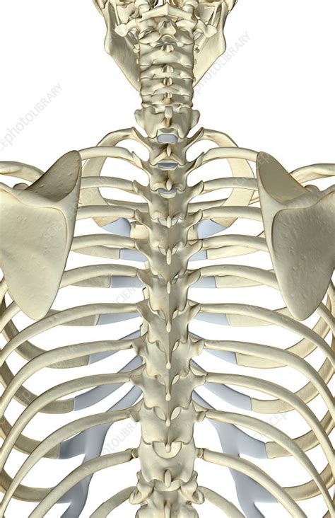 We did not find results for: The bones of the upper body - Stock Image - F001/6768 ...