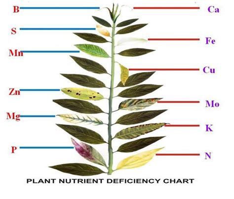 Cannabis nutrient deficiencies are one of the leading causes to slow growth and weak potencies. Plant Nutrient Deficiency Chart - Ontario Agriculture