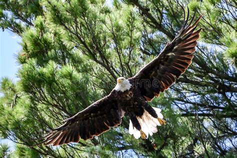 Bald Eagle Among The Trees Perched Under Blue Sky Stock Photo Image
