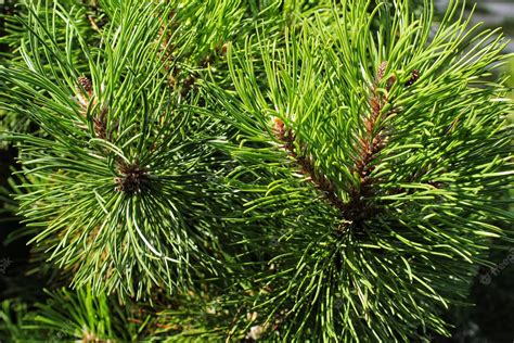 Pin De Montagne Pinus Mugo Avec Bourgeons Longue Branche Et Conifère