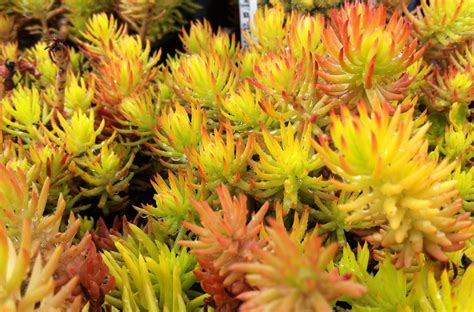 Wholesale flowers and greenery from fiftyflowers are always fresh cut and carefully packed for your wedding or special event. Sedum Angelina changes green, yellow, or orange depending ...