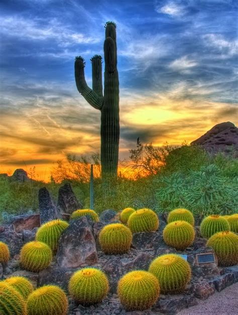 Beautiful Landscape Photography Sunset And Barrel Cactus In Sonoran