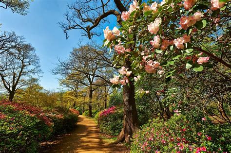 From the king henry's mount there is a stunning view of st paul's cathedral 10 miles away. Isabella Plantation - Richmond Park - The Royal Parks