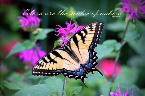 It now forms blooms but then turns brown and never matures into a flower. Female Yellow Eastern Tiger Swallowtail on Bee Balm with ...