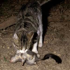 Behaviour problems in cats include behaviours that owners find objectionable, such as house soiling and aggression, as well as abnormal behaviours feral? Calling for community support to beat feral cats - Opinion ...