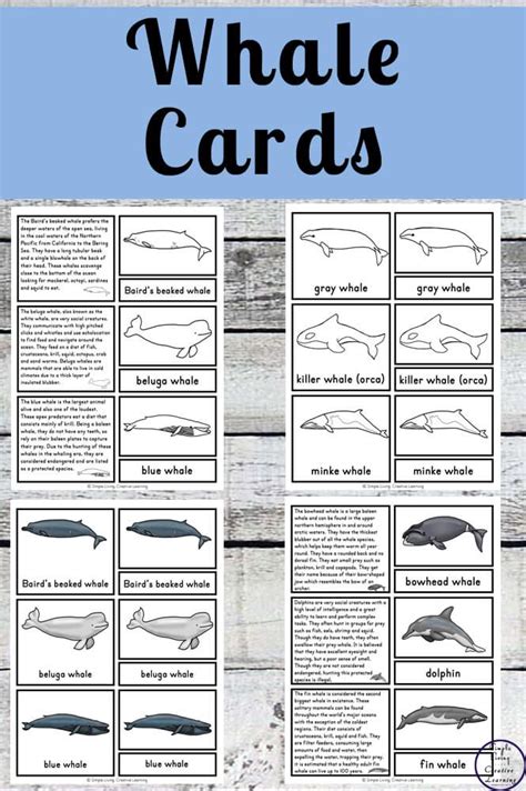 Free Printable Whale Cards Whale Ocean Activities Mammal Unit Study