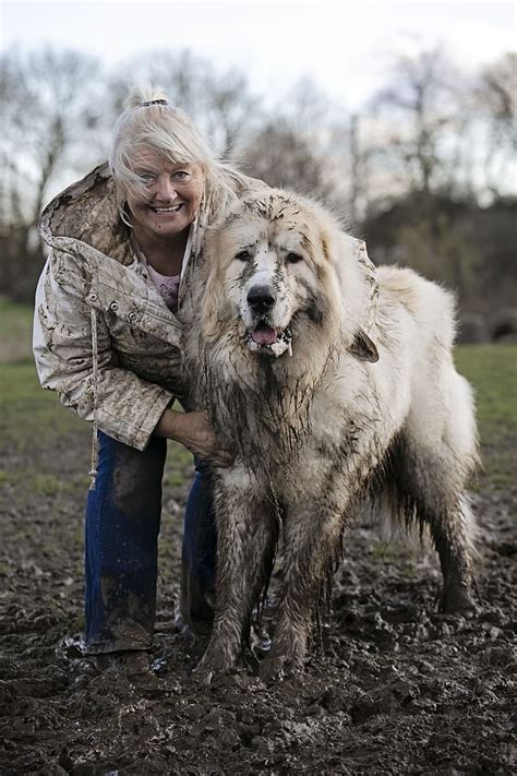Boris The Pyrenean Mountain Dog Who Towers Over 6ft Is Sure To Be A