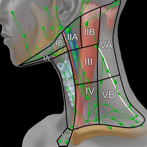 Illustration Of The Major Neck Lymph Node Levels With Anatomical
