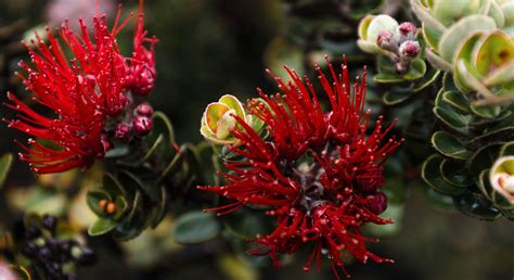 Ohia Lehua Protecting A Hawaiian Symbol