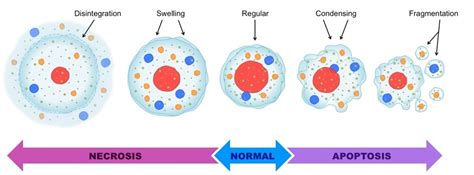 Apoptosis Histology