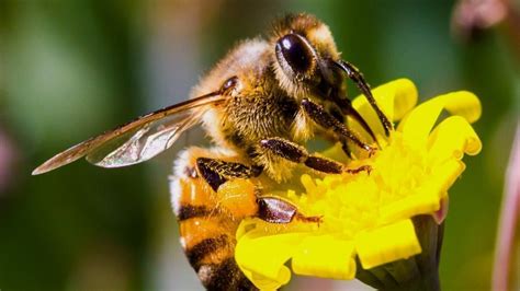 Maybe you would like to learn more about one of these? Petition · SAVE THESE GOOD BEES FROM SUGAR KILLERS ...