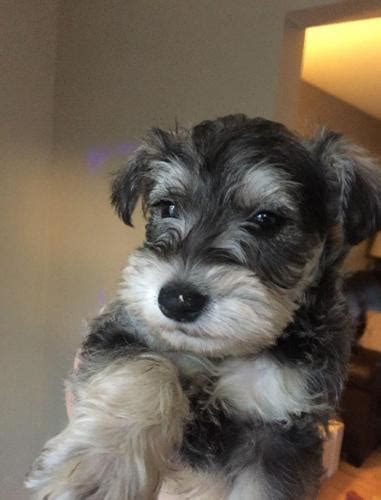 Akc mini schnauzer puppies akc mini schnauzer puppies ready now mom is an akc champion, salt and pepper, dad is champion sired black and silver. Mini Schnauzer Puppies Available for Sale in Dothan ...