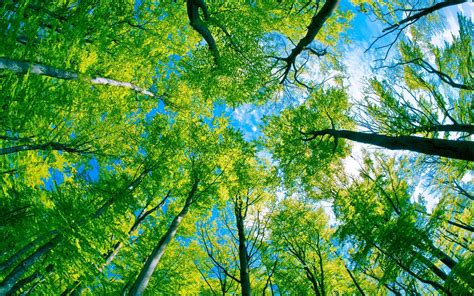 Green Forest Tree And Pure Blue Sky Wallpaper Nature And Landscape Wallpaper Better