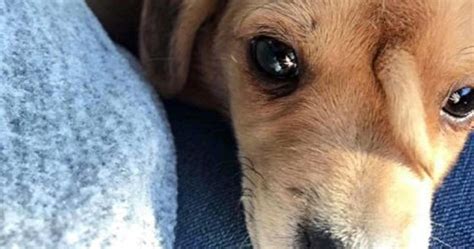 In order to heal, docked tails will need a clean, dry environment free of take the puppies or dog back to the vet in five to seven days to have stitches removed, if stitches were used during docking. Abandoned dog with extra tail on his forehead rescued