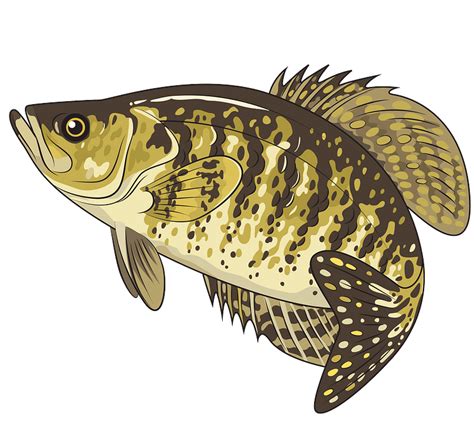 Download White Crappie clipart. Free download transparent .PNG ...