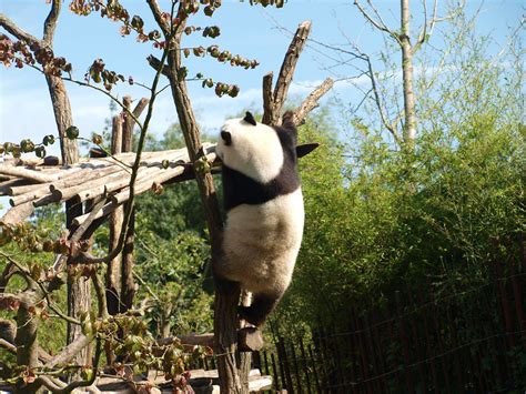 Pairi Daiza Giant Panda Xing Hui Nigel Swales Flickr