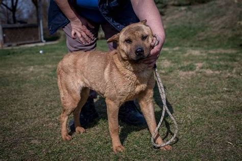 They can be healthy and happy without a yard as long as. LITA, Shar Pei Mischling (Hündin) sucht ein Zuhause ...