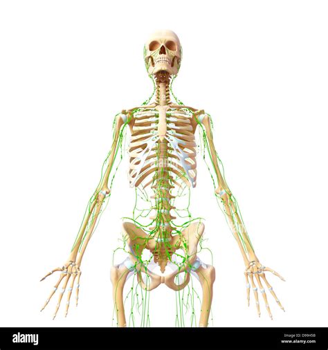 Lymphatic System Of Human Body Anatomy Stock Photo Alamy