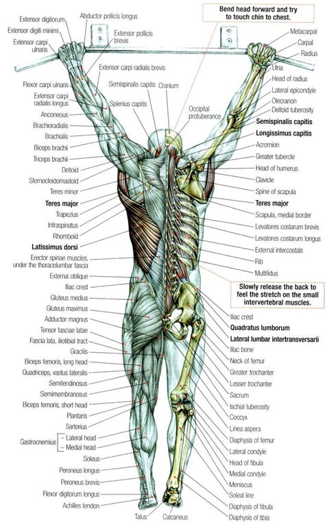 Diagram Of Female Lower Back Muscles Bones Of Female Back Skeletal