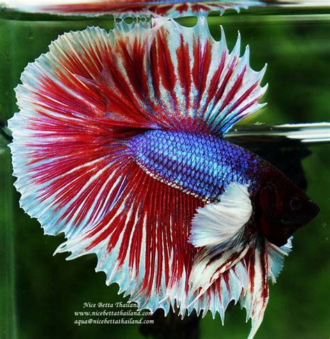 What is half sun betta fish? - Nice Betta Thailand.CO.,LTD