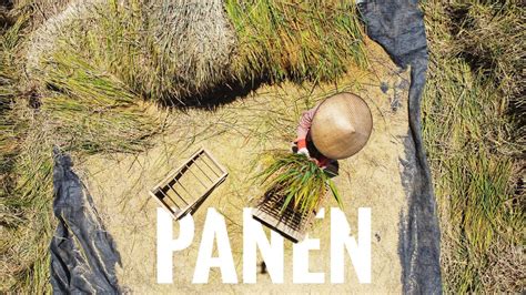 Subak merupakan organisasi tradisional petani yang fungsinya mengelola dari potensi panen 20 ha, hari ini dipanen 17 ha, dengan produktivitas 7,8 ton/ha, padi varietas ciherang. Panen Tradisional Petani Padi Indonesia - YouTube