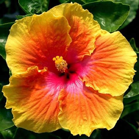 Maybe you would like to learn more about one of these? Rare Yellow Orange Hibiscus Seeds Giant Dinner Plate Fresh ...