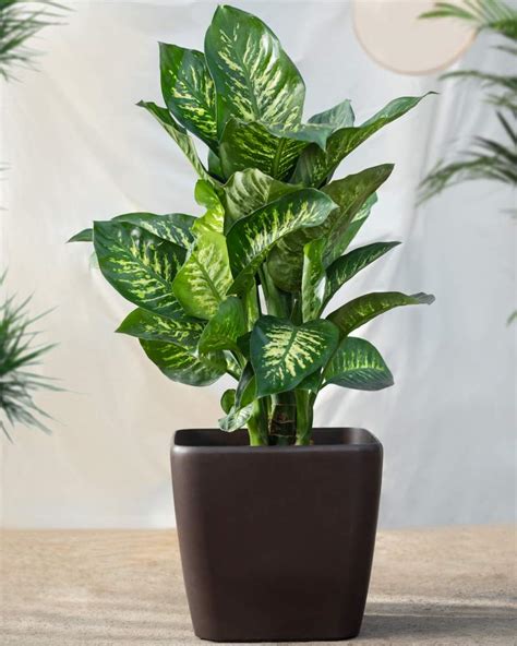 Per piante da invidiare segui il nostro blog! Piante Da Appartamento Poca Luce Aglaonema