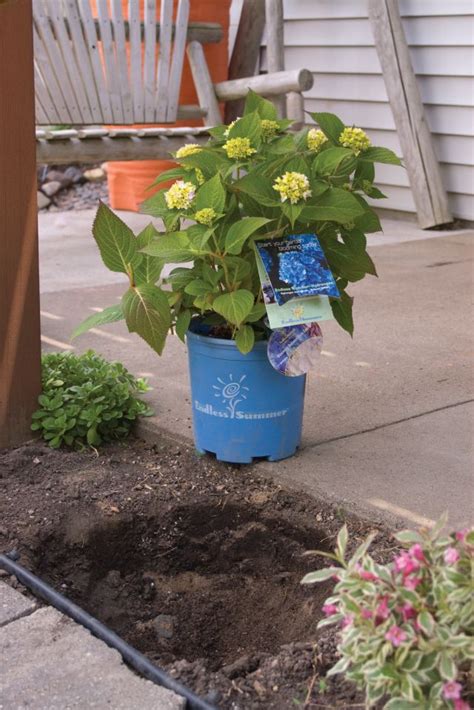 Feeding hydrangeas with a product that's labeled as a bloom booster is another option. -how to care for hydrangeas, like fertilizer of 5-10-5 or ...