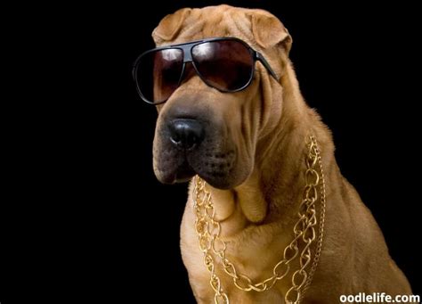 55 Actually Good Gangster Dog Names Oodle Life
