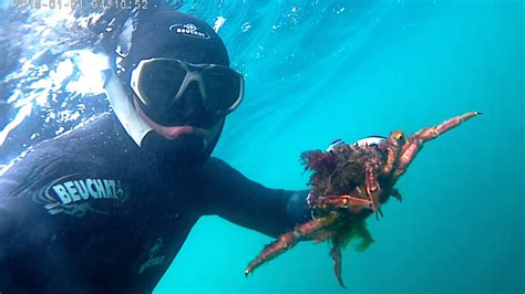 Araignées de mer de belles femelles corail miam -