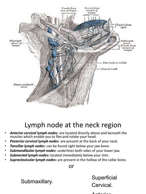 Lymph Node At Neck Region