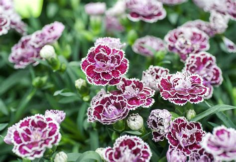 Carnations Plant Care And Growing Guide