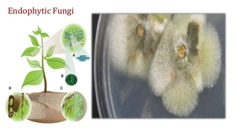 Antibacterial Activity Of Endophytic Fungi Isolated From Rhizophora M