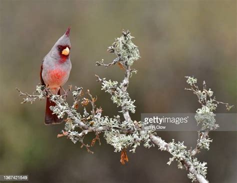 Desert Bird Photos And Premium High Res Pictures Getty Images