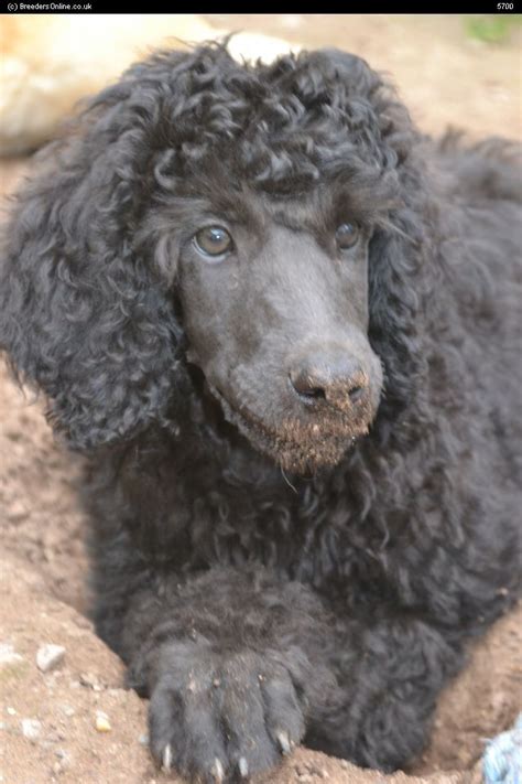 Parents are both genetically tested. Standard Poodles For Sale | Puppies For Sale > Poodle ...