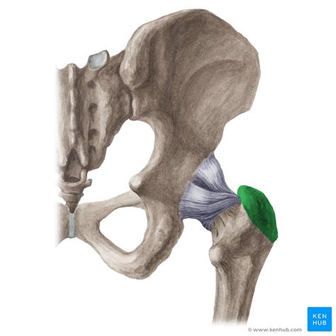 The lesser trochanter (small trochanter) of the femur is a conical eminence, which varies in size in different subjects. Femur bone anatomy: Proximal, distal and shaft | Kenhub