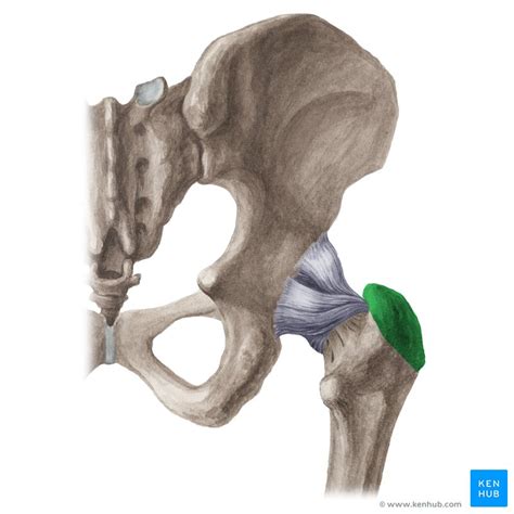 It is composed of an upper end, a lower end and a shaft. Femur bone anatomy: Proximal, distal and shaft | Kenhub