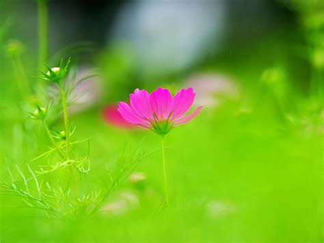 Small Flower Wallpapers Wallpaper Cave