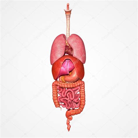 Als innere organe bezeichnet man im körperinneren befindlichen organe, vor allem die brustorgane im thorax und die bauchorgane im abdomen. Menschliche Organe — Stockfoto © sciencepics #47845133