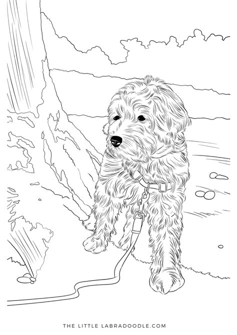 39+ labradoodle coloring pages for printing and coloring. Pin on kids crafts and activities